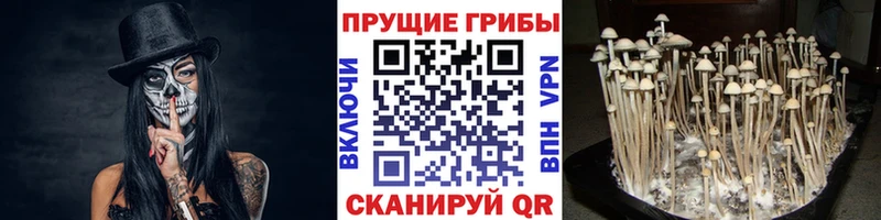 Галлюциногенные грибы Cubensis Сунжа